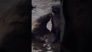 Seals in the Aleutian Islands alaska [upl. by Atnoled]