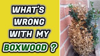 Whats Wrong With My Boxwood Why Yellow Leaves amp How To Stop It [upl. by Hairym]