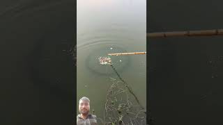 Fish farming fishing fishingwithnet greenscreen thara bhai Aligarh bala [upl. by Daraj]