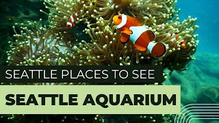 Seattle Aquarium Tour [upl. by Hogan192]