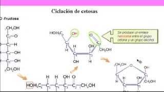 Bioquímica Carbohidratos [upl. by Ynnig]