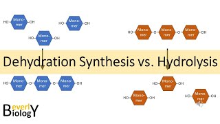 Dehydration Synthesis vs Hydrolysis [upl. by Photina801]