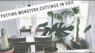 Potting Monstera Propagations in Soil  easy care house plants [upl. by Anilatsyrc]