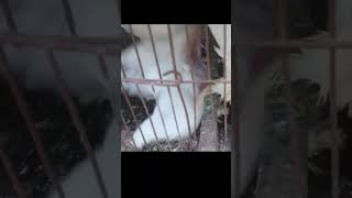 Watch how the baby pigeon asks for food viral global status pigeon shortvideo [upl. by Retxed]