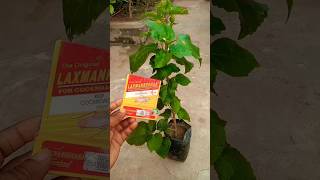 mealybugs treatment Hibiscus plant care tips [upl. by Rabbaj]