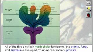 Biology The Five Kingdoms of Life The Protists [upl. by Ahsinoj]