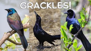 All About Grackles [upl. by Assennej]