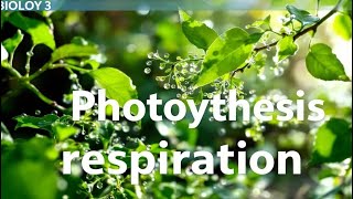 Photosynthesis and Cellular Respiration [upl. by Leirza]