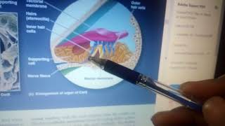 HEARING PHYSIOLOGY with important viva questions part 3INNER EAR structure [upl. by Edasalof258]