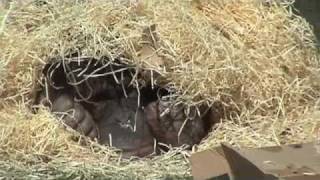 Orang Utan hiding under a pile of straw Blackpool Zoo [upl. by Hametaf]