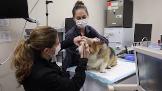 Cataract Surgery for Your Pet  What to Expect  MedVet Veterinary Ophthalmology [upl. by Lledrev818]