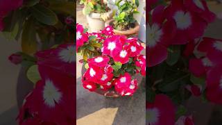 फ्री में सदाबहार के पौधे पाए ऐसे  Vinca Plant Propagation easily  shorts viral trending vinca [upl. by Anear]