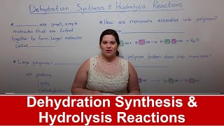 Dehydration Synthesis and Hydrolysis Reactions [upl. by Ylenaj]