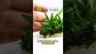 Java Fern Tissue Culture from Aquarium Plants Factory® [upl. by Mariann]