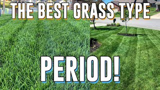 Why TALL FESCUE is the BEST Grass PERIOD Seeding New Lawn [upl. by Mela]