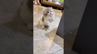 cute cats baby kitten cute moment❤️💕hellomochi cat cute kitten kucing kitty cats mochicat [upl. by Nnaxor]