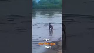 बगमती नदी मे मगरमच्छ ने कुत्ते को खा गया 😭😭😭 farming machlipakadna fishingtips funny [upl. by Towrey]