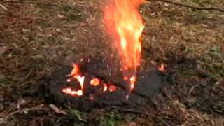 1 Pound Thermite in a Tree Stump [upl. by Kalasky]