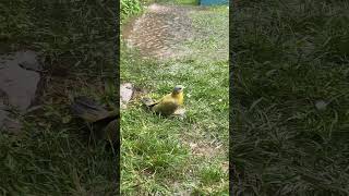 Yellow Footed green pigeon birds farming nature birdslover [upl. by Azarria]