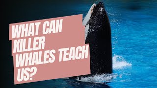 Orcatastic Symbolism What Killer Whales Teach Us About Life amp Spirituality [upl. by Limber]