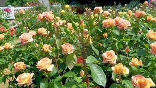 15 Popular Peach and Apricot Rose Flower Variety [upl. by Lyret5]