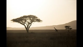 A Tale Unfolding in Sepia Dawn of Turmoil [upl. by Ardnikal]