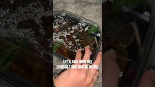 let’s check on my propagation box plants plant propagation houseplants [upl. by Worra]