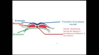 FMPM MOOCs  Quatrème semaine du développement embryonnaire  Pr A Fakhri [upl. by Hagi]