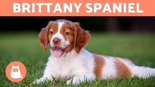 BRITTANY SPANIEL  Characteristics and Care [upl. by Acey]