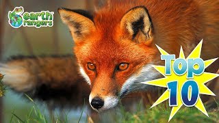 Top 10 Fun Fox Facts [upl. by Ecnerrat942]