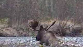 Moose Hunting with Macmillan River Adventures [upl. by Nirtak]