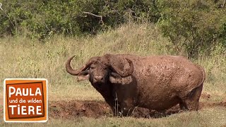 Leuchtende Tiere im Meer  Unglaublich  Dokumentation 2016 NEU  HD [upl. by Aerbua482]