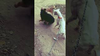 😱👿Dogo Argentino vs German Shepherd vs Street Dog Ultimate Dog Fight shorts goldenbreed [upl. by Anerev]