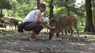 Wildpark Ernstbrunn  Füttern von Tieren Hirschen Rehen Wölfen Hasen Rindern etc [upl. by Mochun]