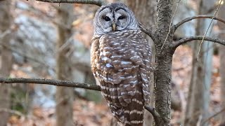 Barred Owl Strix varia Hooting in The Woods [upl. by Sivrup]