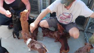 Dachshunds playing [upl. by Severn]