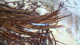 One People One Reef Micronesian Outer Island Marine Management [upl. by Almap116]