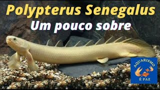 Polypterus Senegalus Albino  temperatura PH alimentação e muito mais [upl. by Tutankhamen588]