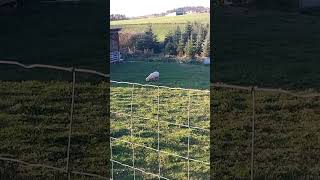 Schafe  Zwischen Blankenheim und Gerolstein  Vulkaneifel Herbst 2024 [upl. by Anhsirk]