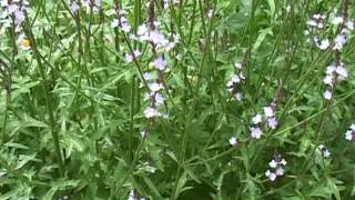 Bach Flower Remedies  Vervain [upl. by Rufus]