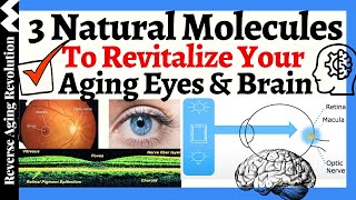 3 Natural Molecules To Revitalize YOUR AGING EYES amp BRAIN [upl. by Joshua]