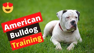 How to Train an American Bulldog Easiest Technique to Bulldog Training [upl. by Perla]