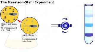 The Meselson and Stahl Experiment [upl. by Barber957]