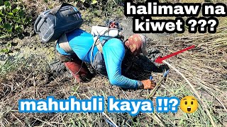 SINASABING HALIMAW NA KIWET  IGAT mahuhuli na KAYA [upl. by Nyssa865]