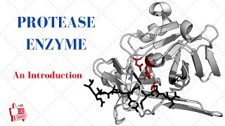 PROTEASE ENZYME An Introduction [upl. by Acino]