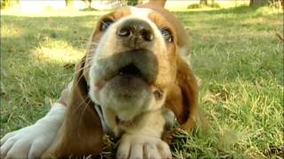 Homer The Basset Hound Puppy Is Way Too Cute [upl. by Nadya]