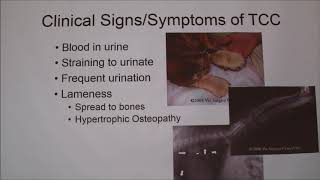 Transitional Cell Carcinoma in Dogs TCC [upl. by Kennedy]