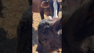 İNEKLERDE ALARM SİSTEMİ 👍 Alarm system in cows ciftlik keşfet shortvideo animals calf animal [upl. by Kimberly405]