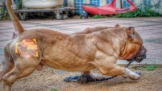 Top 10 las razas de perros más musculosas [upl. by Allicsirp]