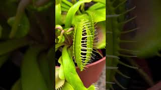 Venus fly trap plant eating insect alive 🪴💚 [upl. by Thad600]